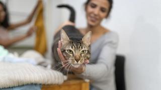 Un gato.
