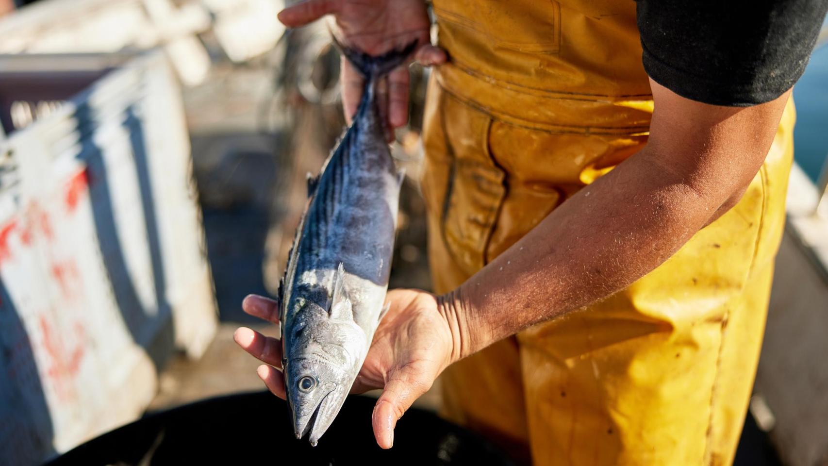 Pescador que tiene bonito del Atlántico recién capturado.