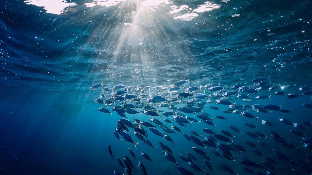 El 80% de los españoles consume pescado cada semana.