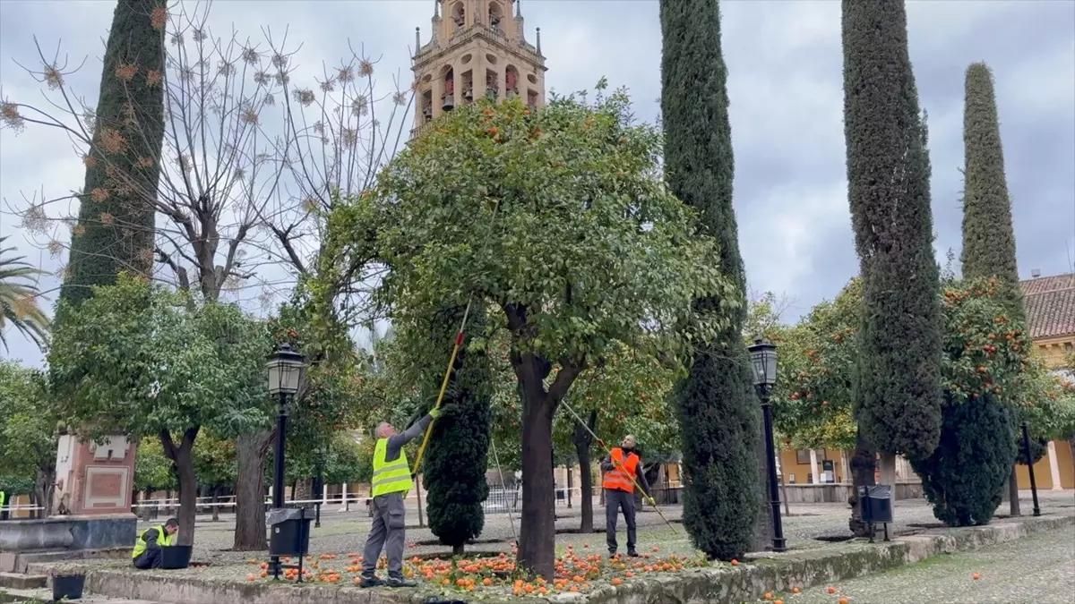Recogida de naranjas en el Patio de Los Naranjos de la mezquita.