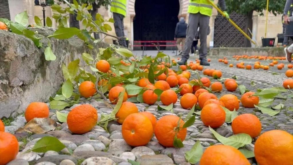Naranjas caídas frente a la mezquita de Córdoba