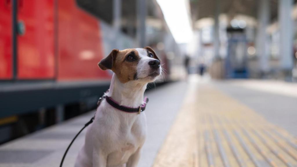Un perro en el metro.