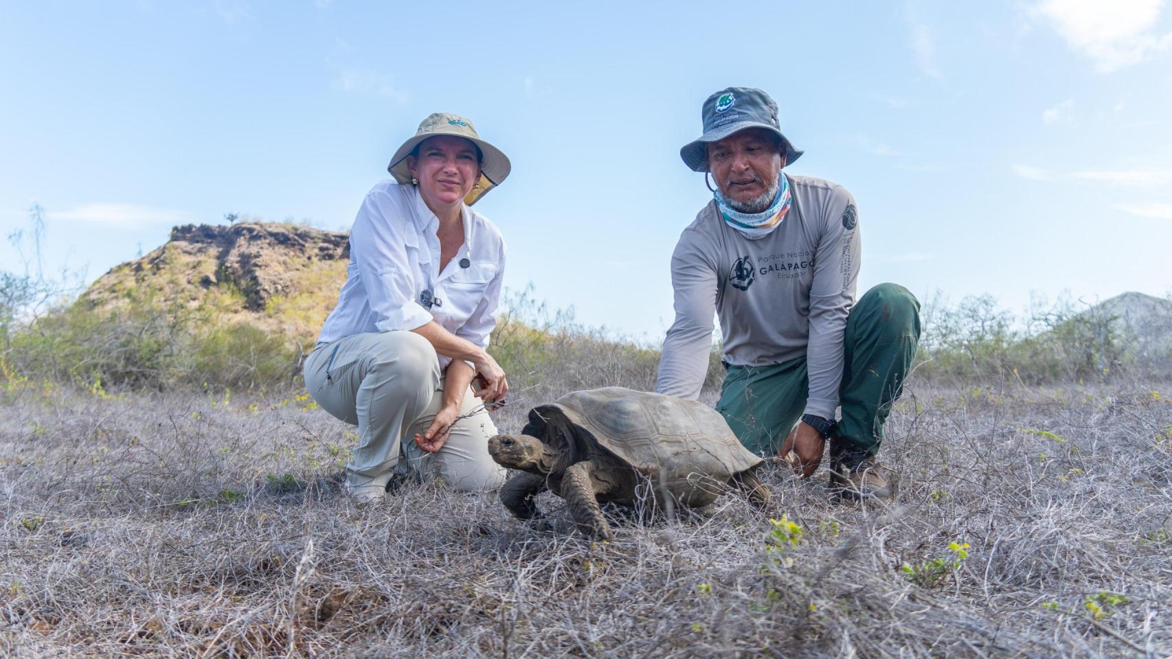 Dos científicos liberando a una tortuga gigante en las Galápagos.