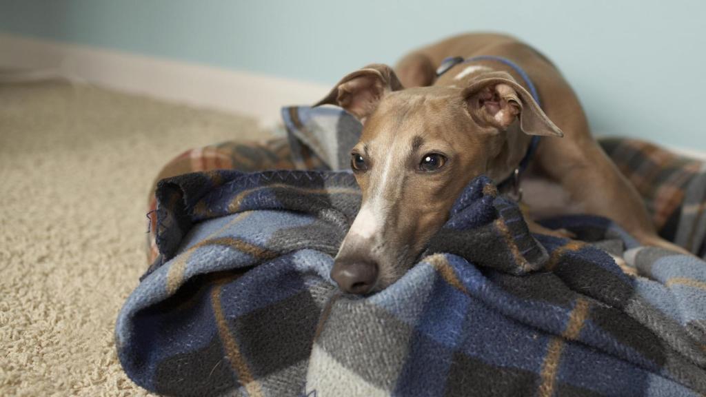Un galgo tumbado.