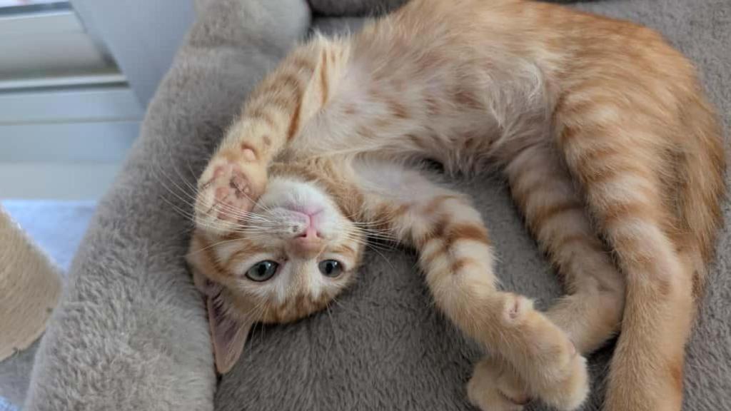 Un gato naranja.