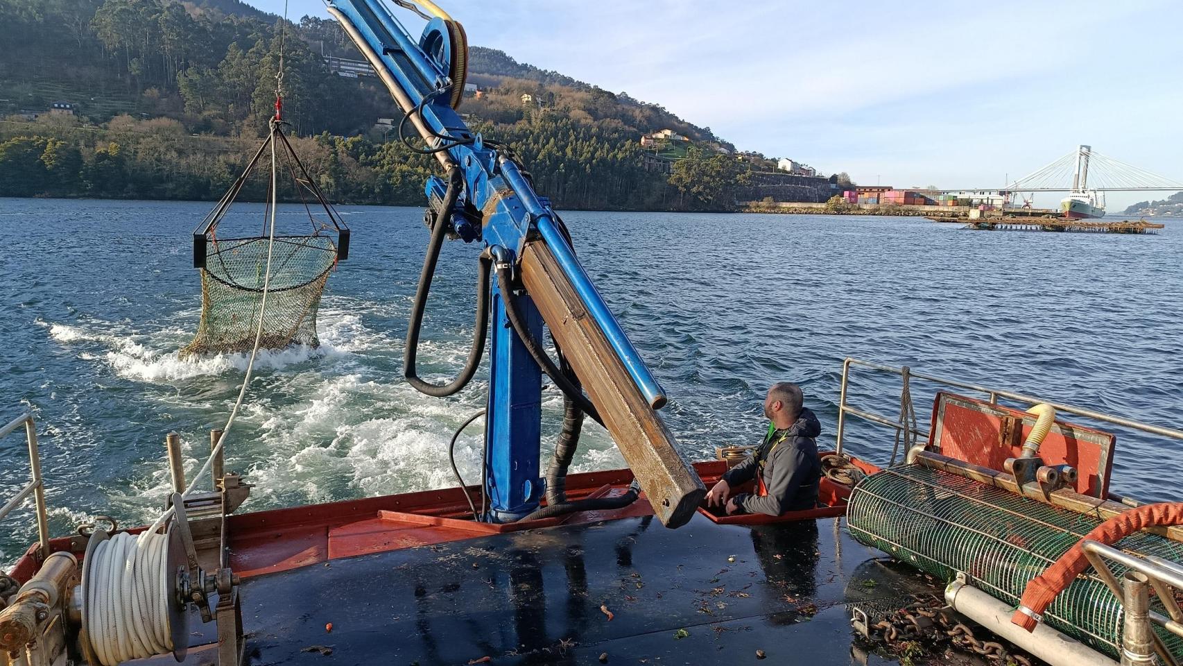 Galicia impulsa un proyecto para recuperar la volandeira en la Ría de Vigo