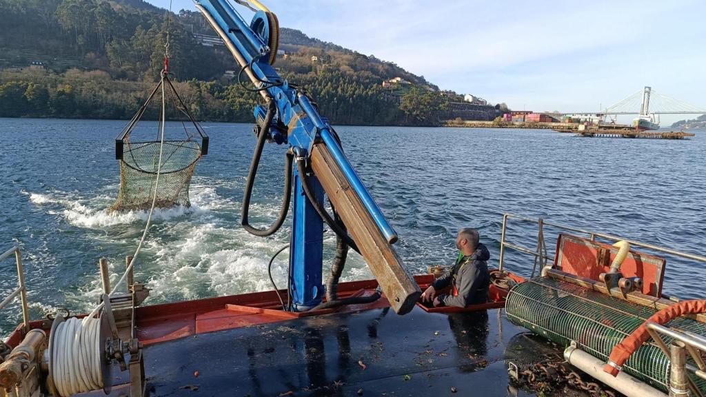 Galicia impulsa un proyecto para recuperar la volandeira en la Ría de Vigo