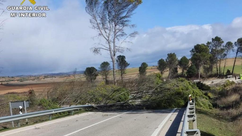Carretera cortada por la caída de un árbol en Alcocer.