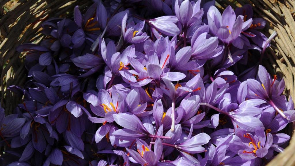 Flores de azafrán recolectadas en Castilla La Mancha.