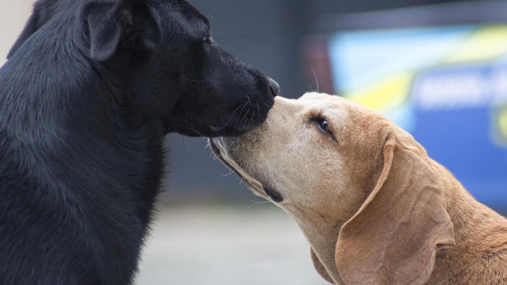 Dos perros oliéndose.