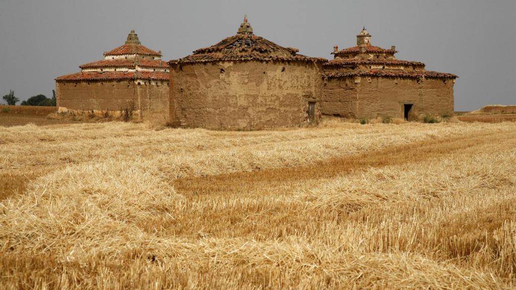 Palomares en Villarrín de Campos (Zamora)