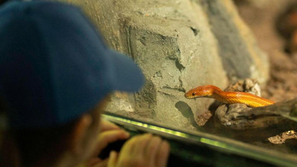 Una serpiente