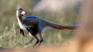 Alnashetri arriba de un Priosphenodon.