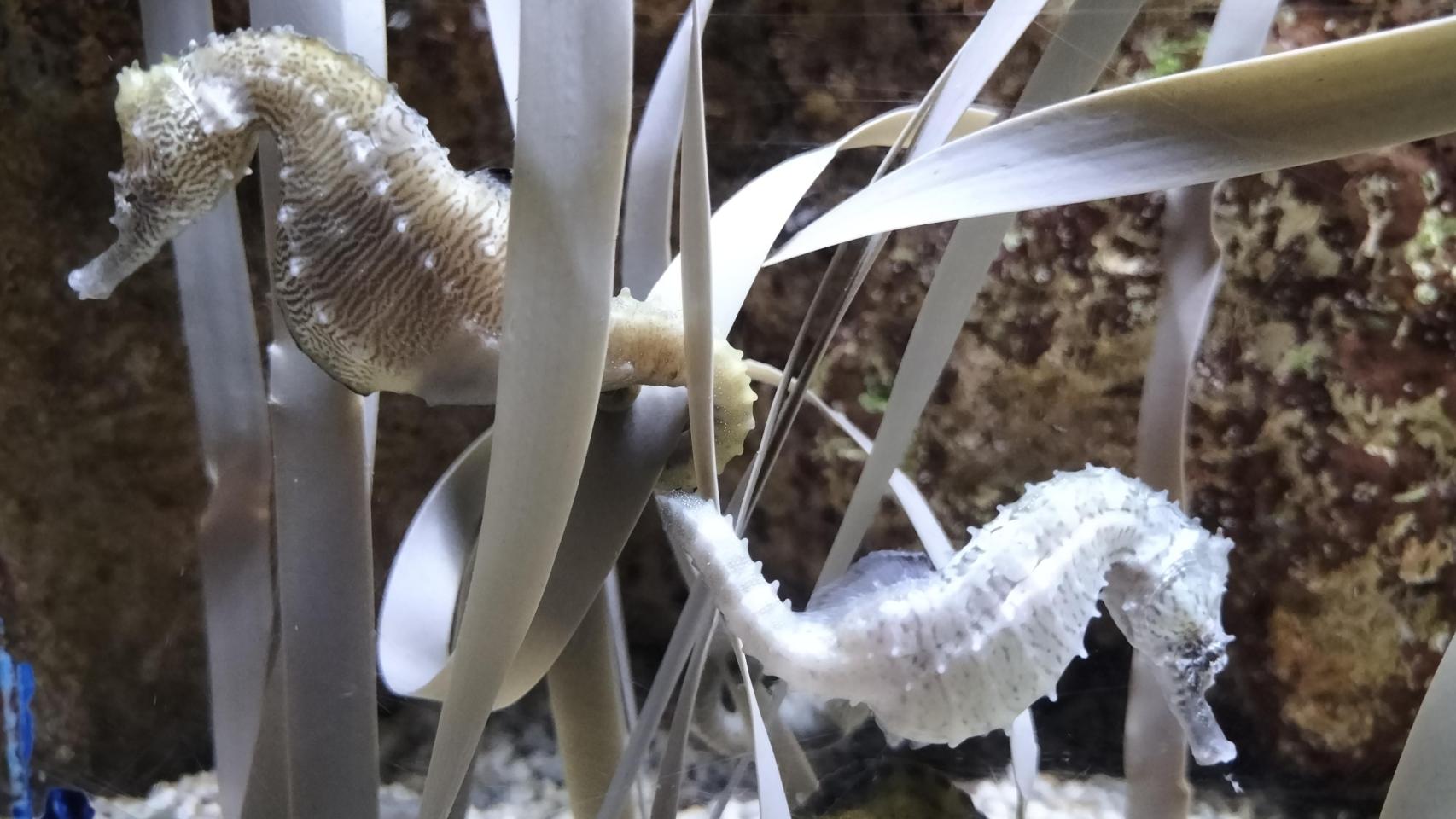 Los nuevos habitantes en el acuario de Zaragoza.