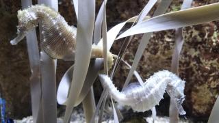 Los nuevos habitantes en el acuario de Zaragoza.