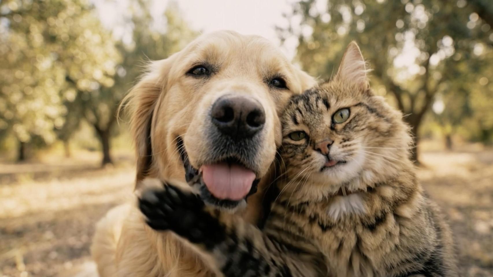 Perro y gato para el nuevo spot publicitario.
