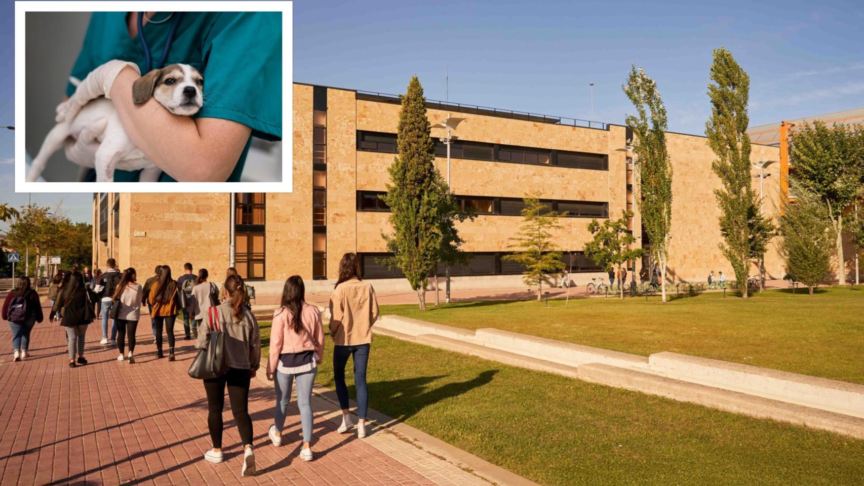 Veterinaria llega a la Universidad de Salamanca.