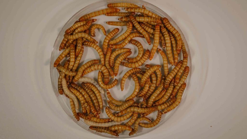 Larvas del escarabajo, en el laboratorio de la macrogranja de Tebrio en Salamanca.