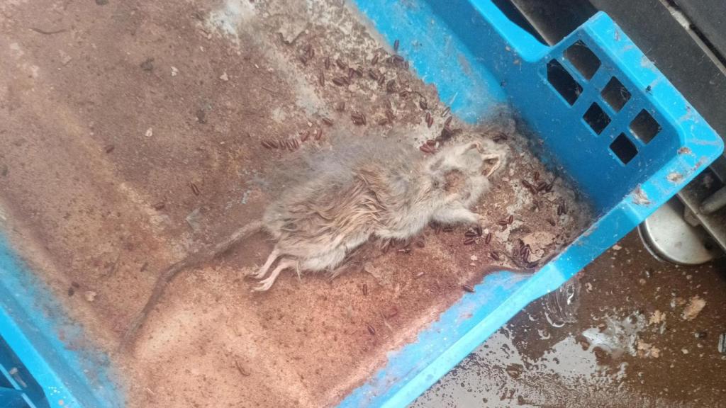 Ratas en las instalaciones de Amiens