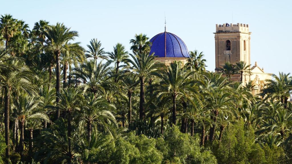 Palmeral de Elche