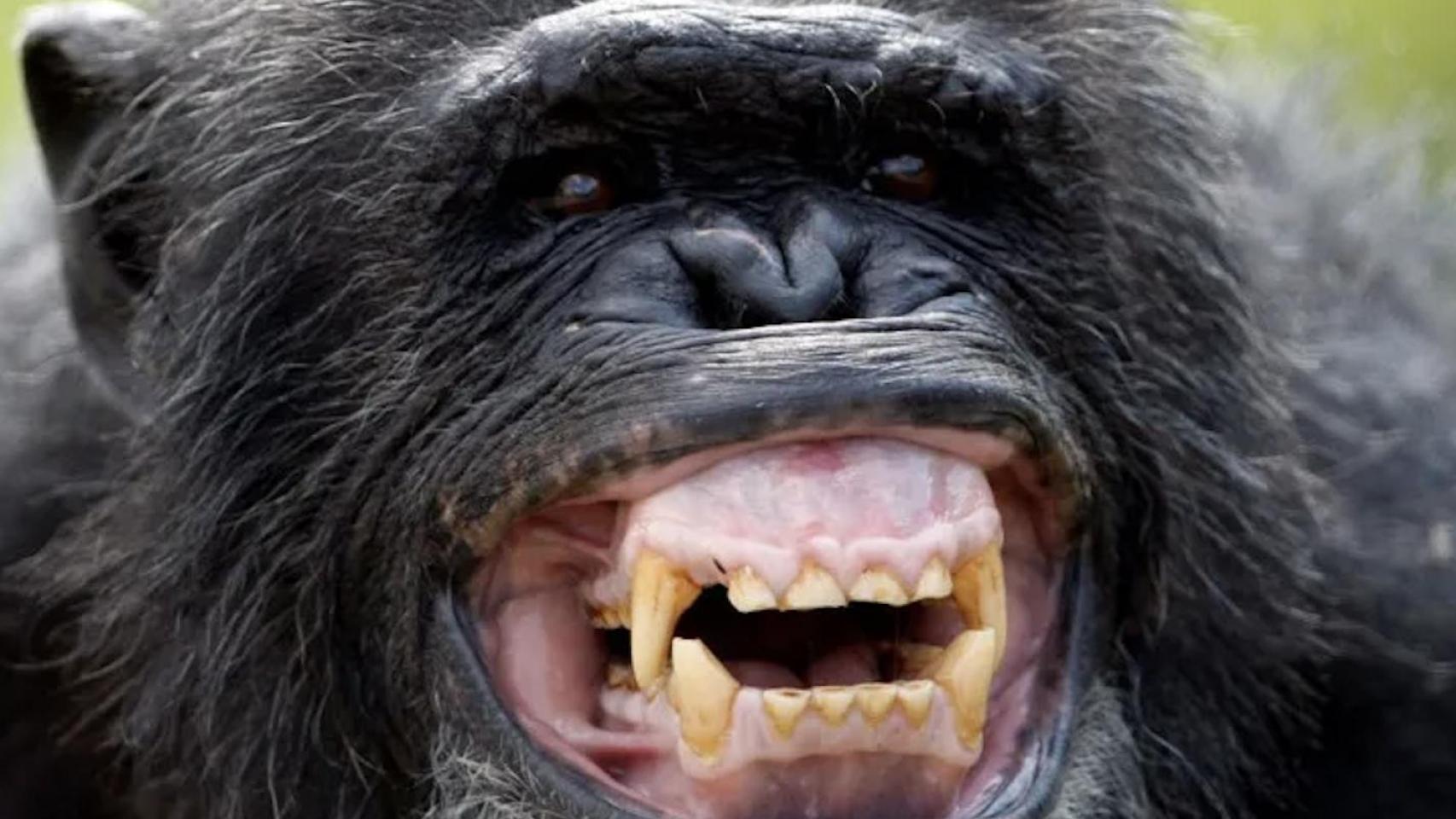 Un chimpancé carcajeándose de vaya usted a saber qué tontería.