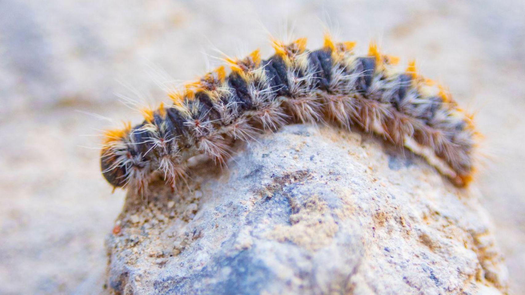 Oruga procesionaria.