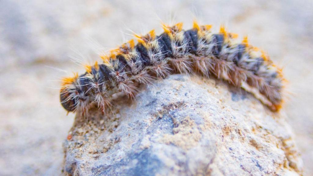 Oruga procesionaria.