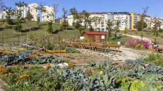 Huerta urbana de A Coruña.