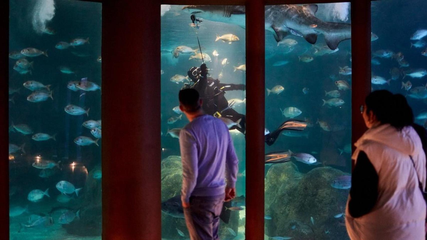 Sala Nautilius del Aquarium de A Coruña.
