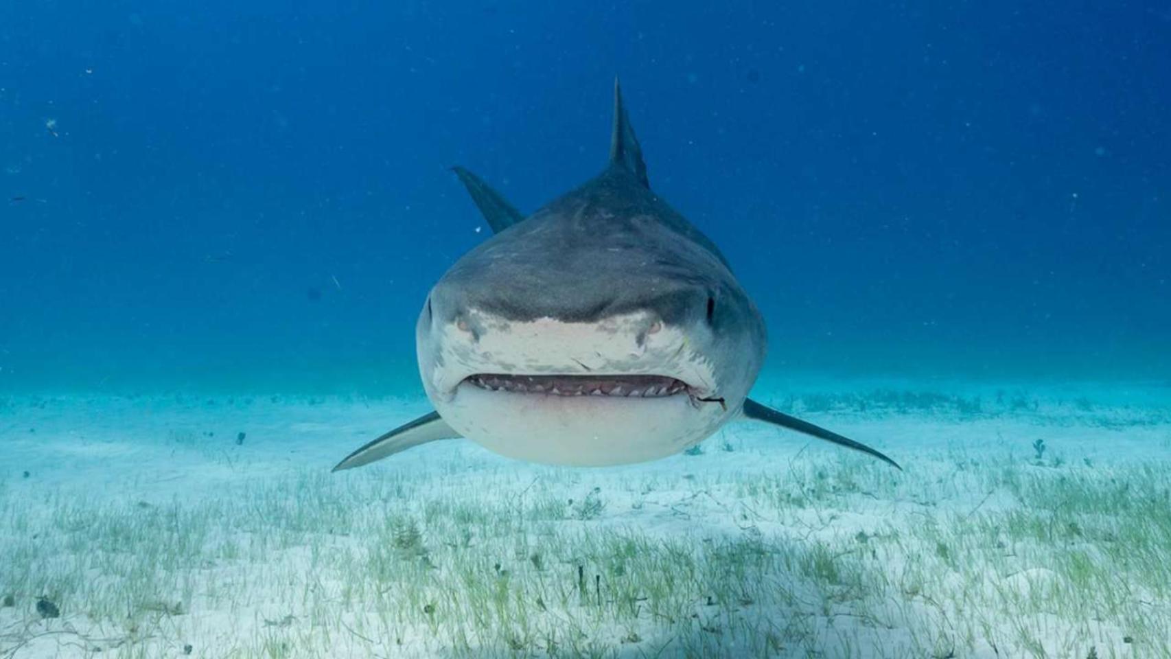 Ni julio ni agosto: Científicos confirman qué mes hay que evitar la playa por riesgo extremo de ataque de tiburones