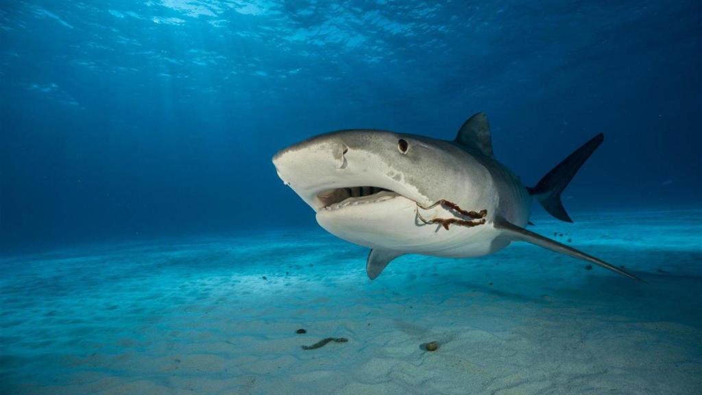 El 'Sharktober' es real: científicos avisan sobre los numerosos ataques de tiburón tigre en octubre.