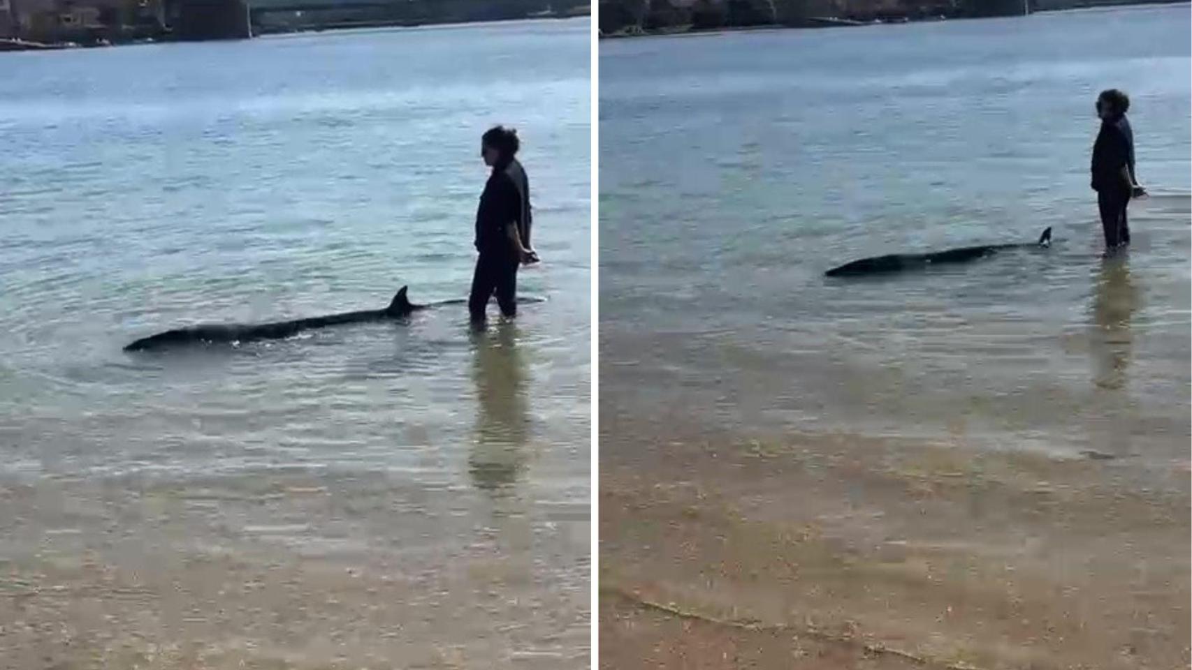Una cría de ballena aliblanca queda varada en la playa de Santa Cristina de Oleiros (A Coruña)