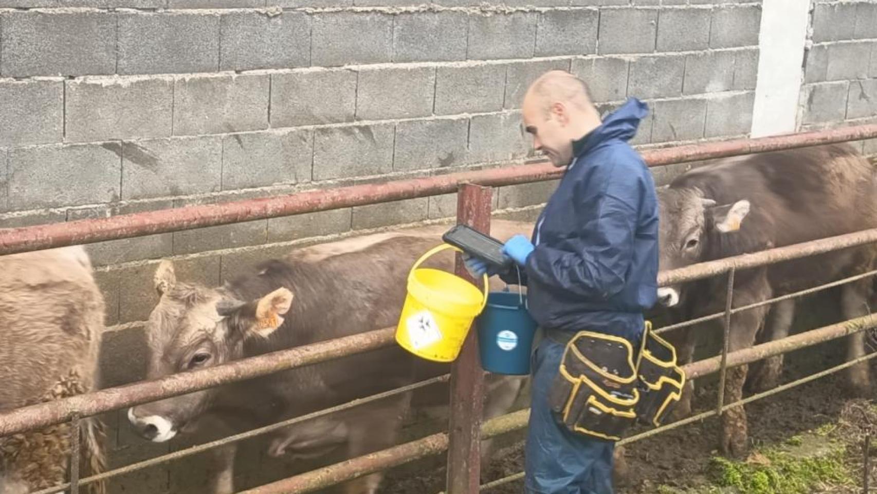 Vacunación a varias vacas.