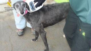 Imagen de uno de los galgos.