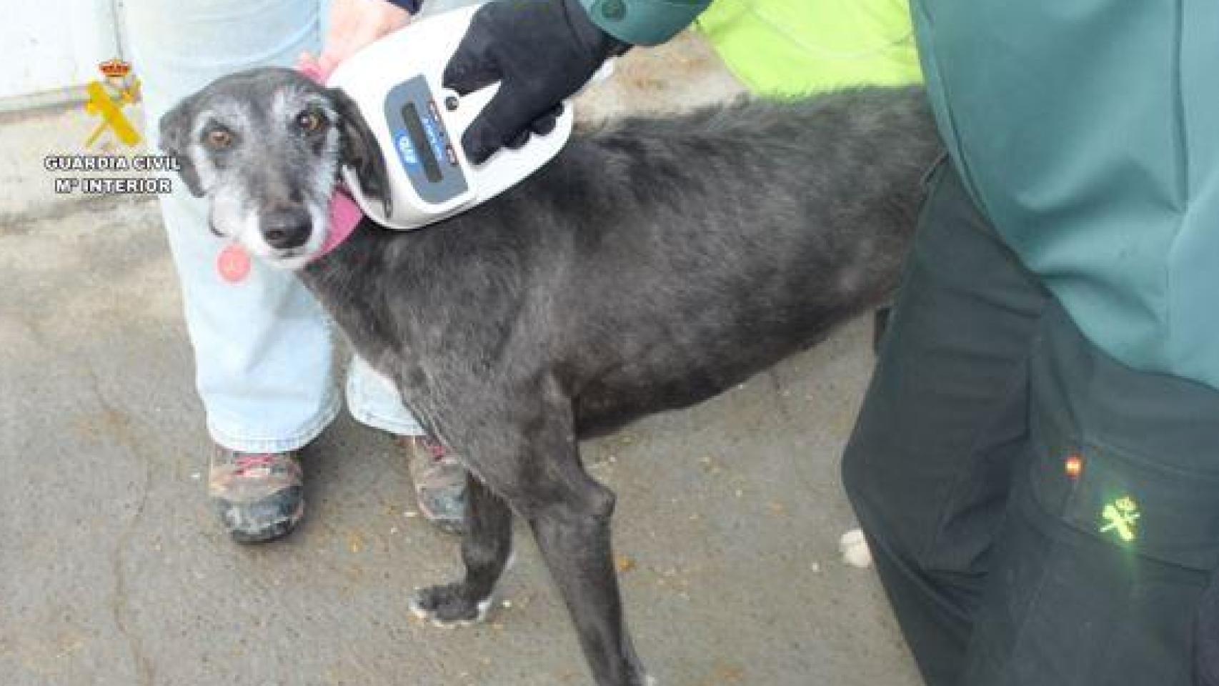 Imagen de uno de los galgos.