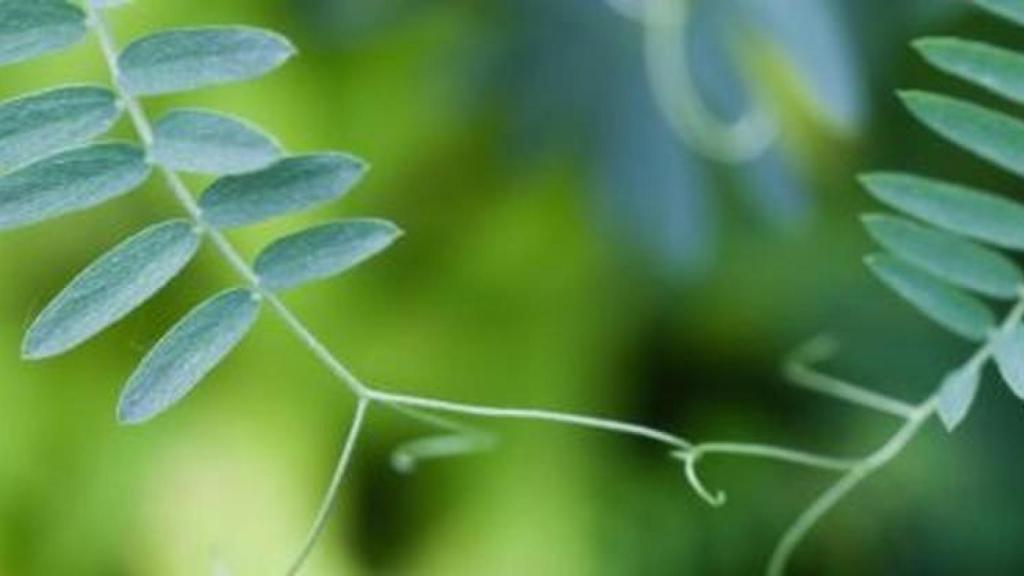 Sí, las plantas pueden comunicarse y avisarse de peligros.