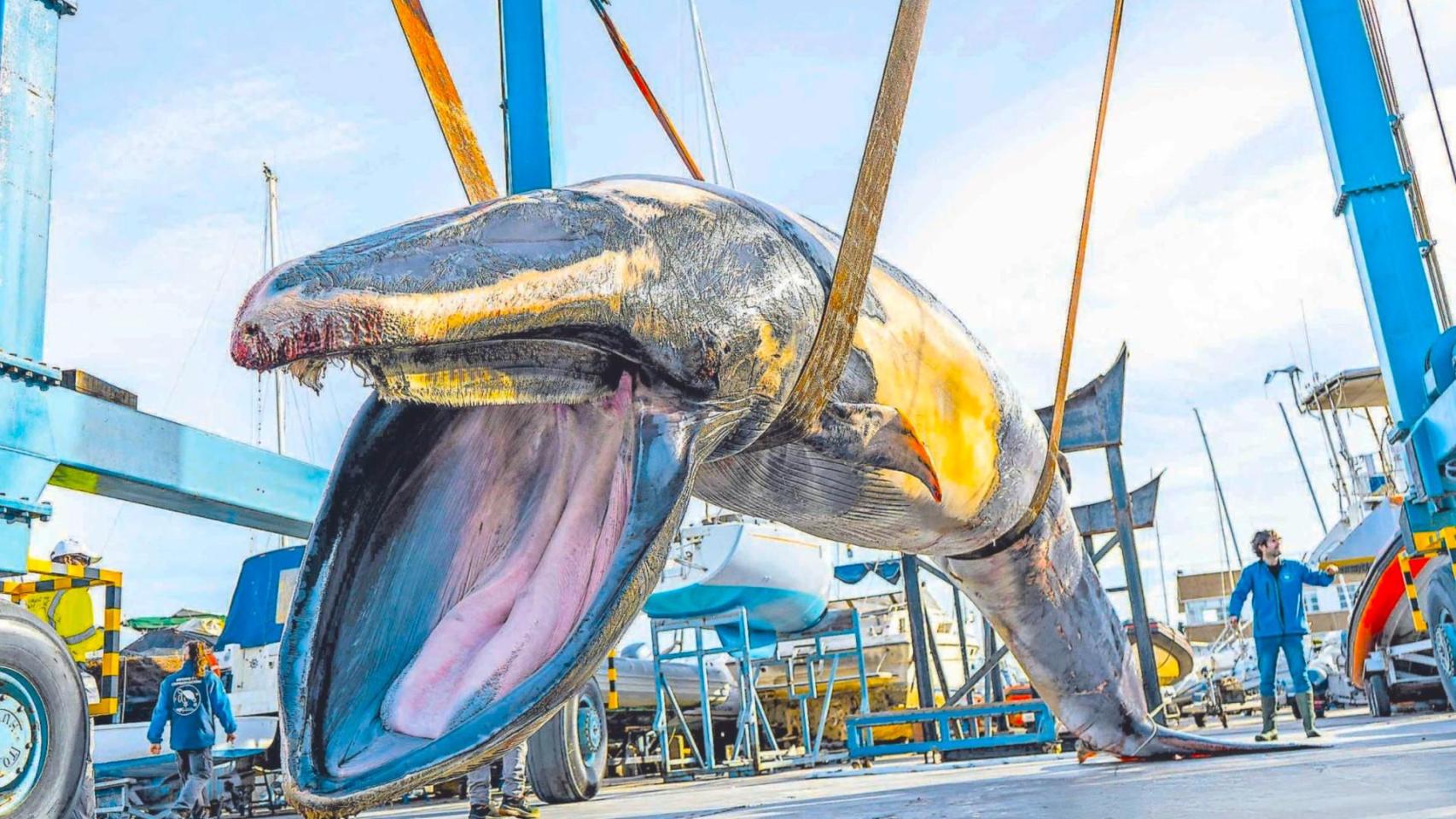 Los expertos no dan crédito: descubren en las costas de España una colosal ballena de 9 metros y 6,5 toneladas sin vida