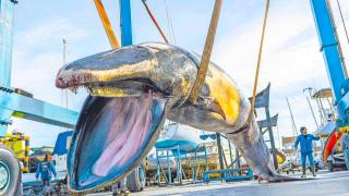 Los expertos no dan crédito: descubren en las costas de España una colosal ballena de 9 metros y 6,5 toneladas sin vida