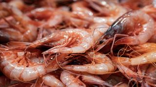 Langostino café, el invasor que vive en el Mediterráneo y que podrías comer sin saberlo: de dónde viene y por qué preocupa
