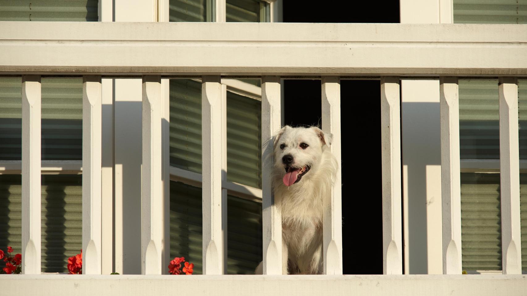 Es oficial: la Ley de Bienestar Animal prohíbe dejar de forma habitual a perros y gatos en las terrazas
