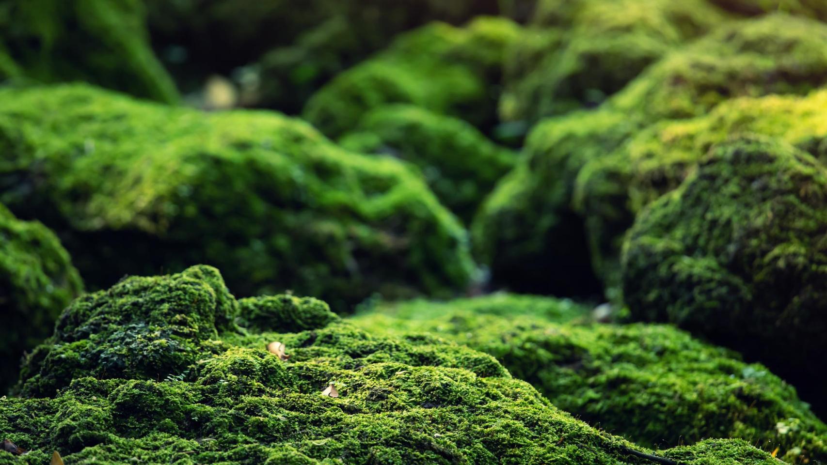 La naturaleza como punto de partida