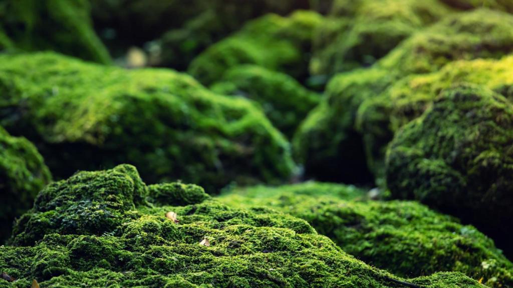 La naturaleza como punto de partida