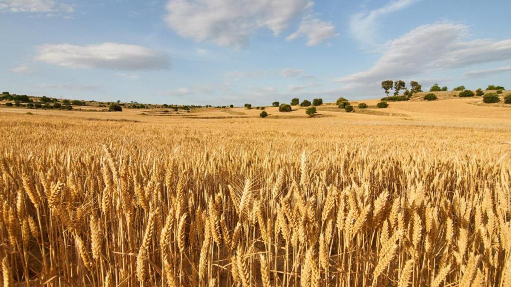 Campos de trigo.