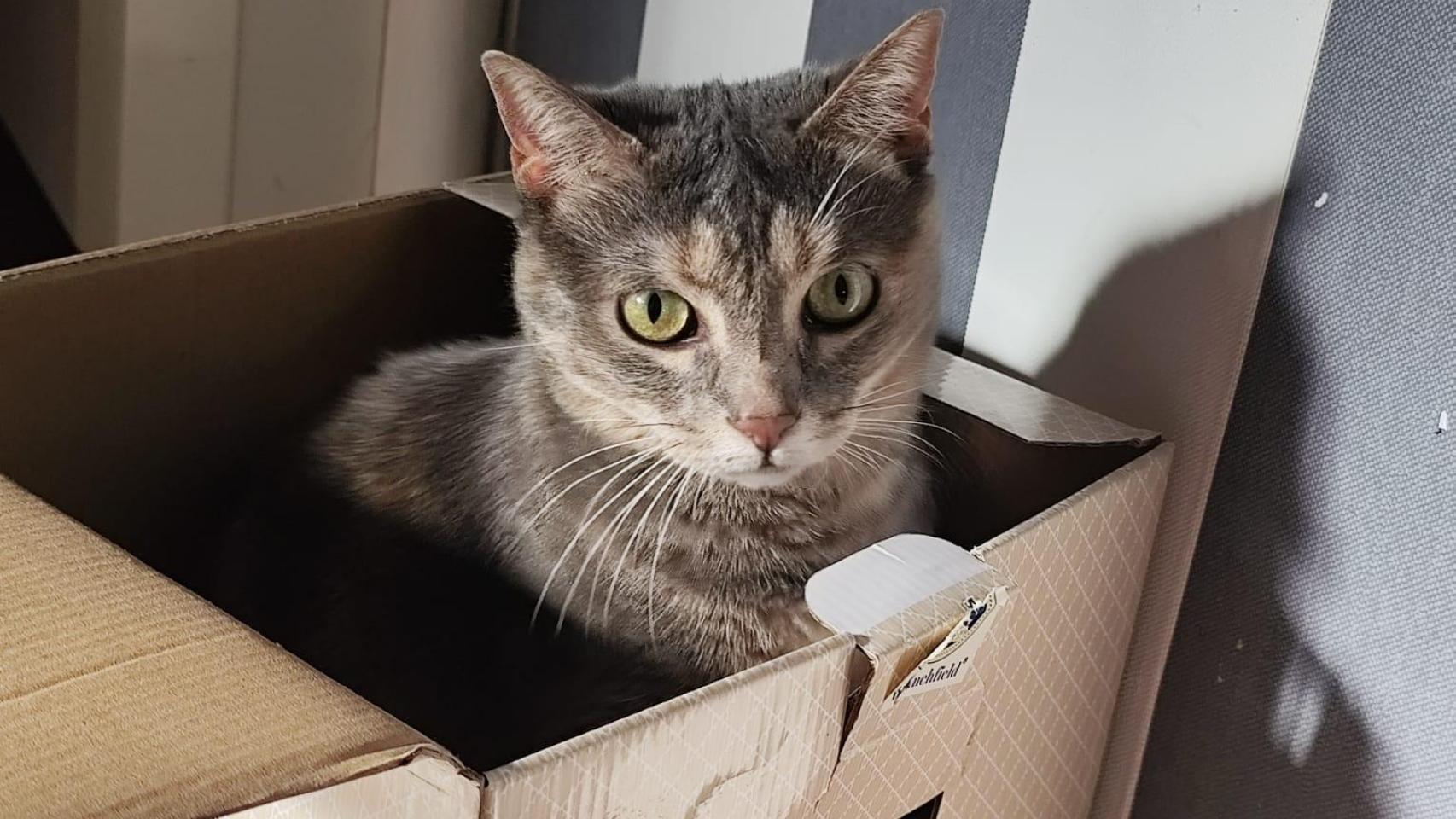 Un gato dentro de una caja.