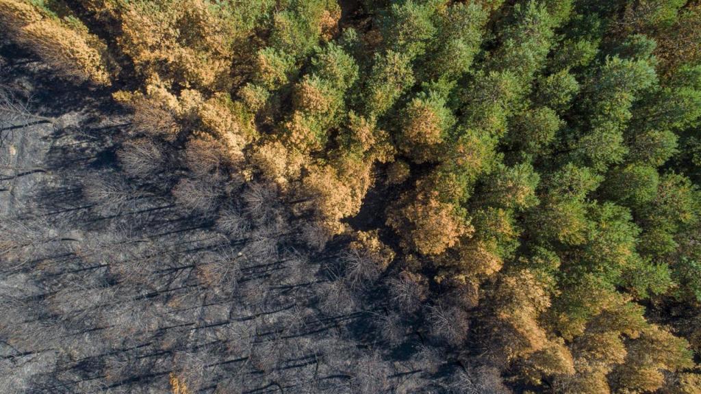 Vista aérea de un pinar quemado en un incendio forestal junto a un bosque de robles.