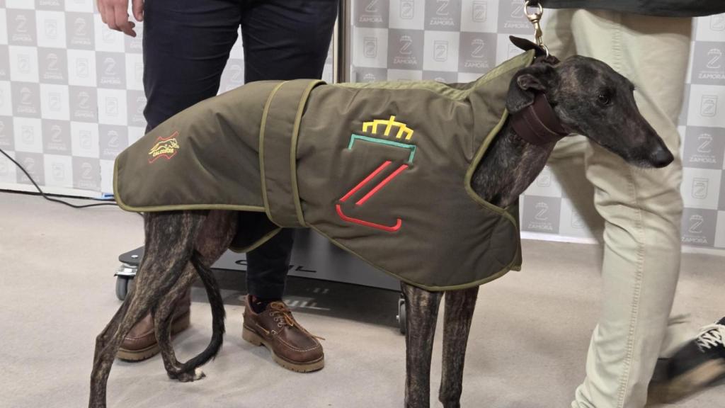 Galga 'Uva del Verdejo'