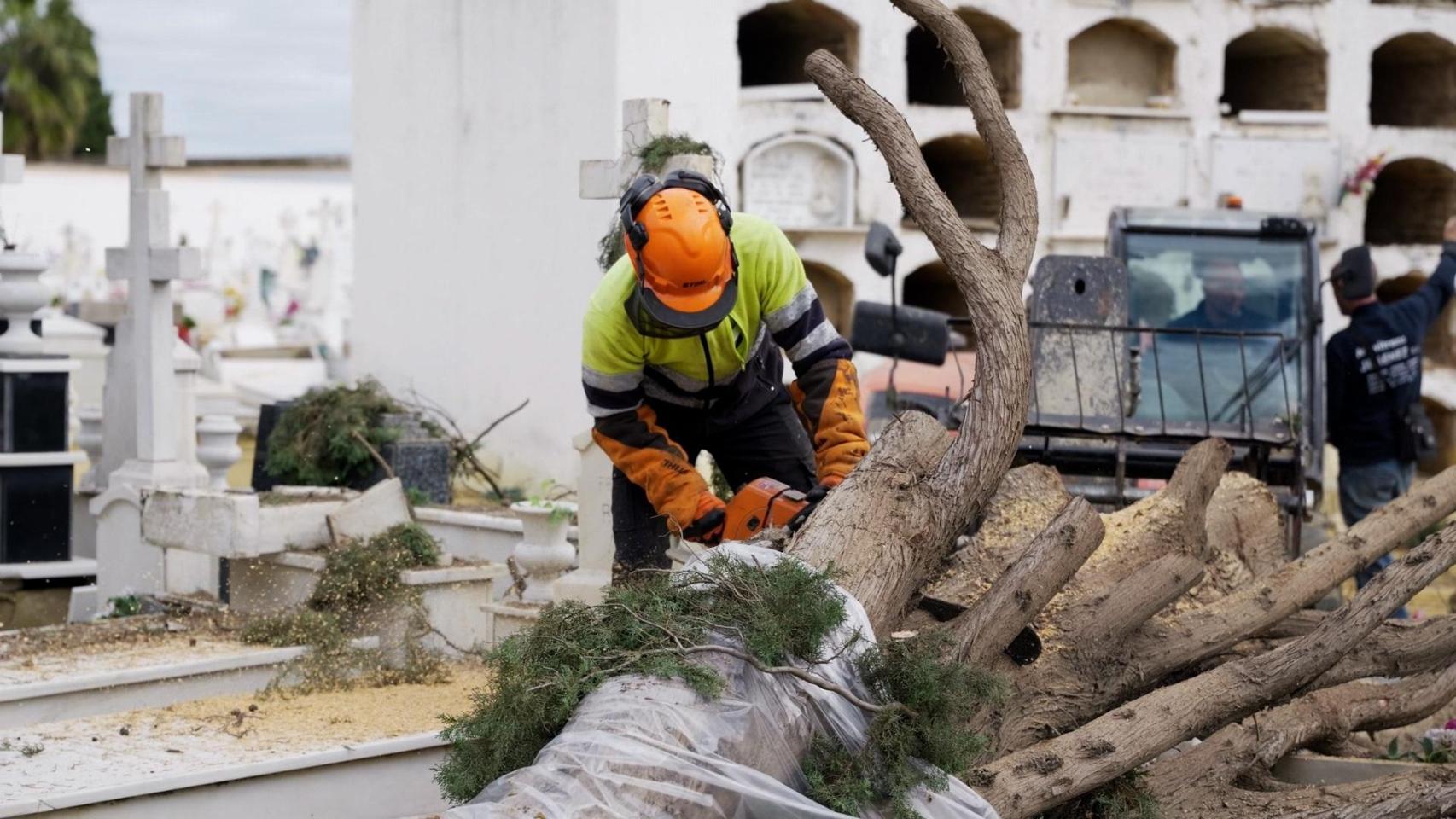 Imagen de uno de los trabajadores talando un árbol en el cementerio.
