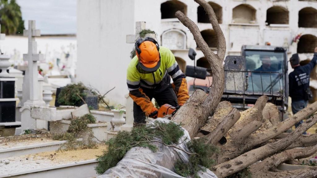 Imagen de uno de los trabajadores talando un árbol en el cementerio.
