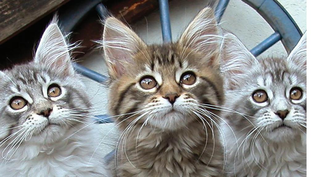 Tres gatos mirando arriba.