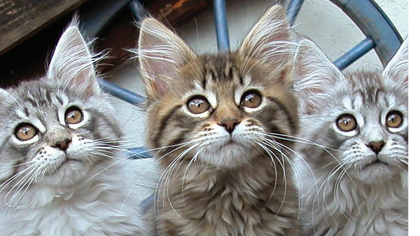 Tres gatos mirando arriba.